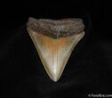 Sharp, Serrated Inch Megalodon Tooth #186-1